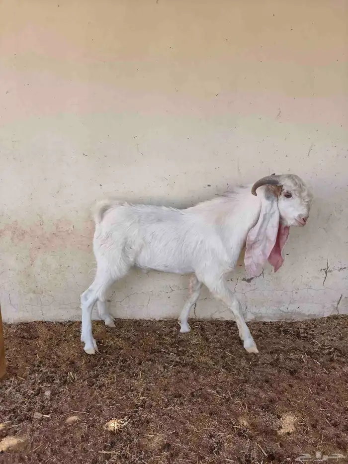 تيوس هولنديه اللي يبي الزين 3