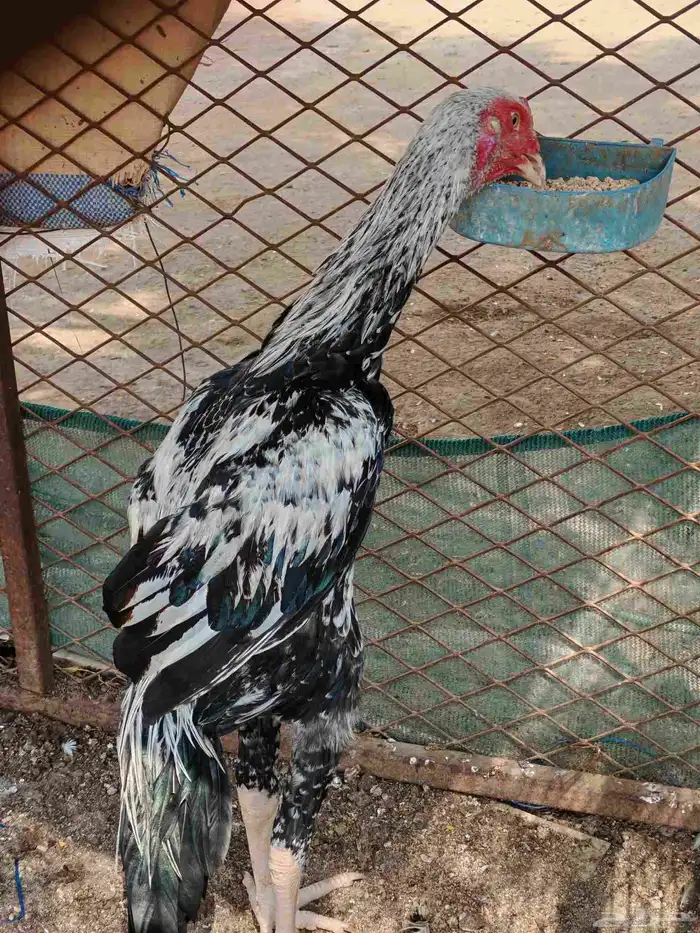 ديك شامو الماني 2