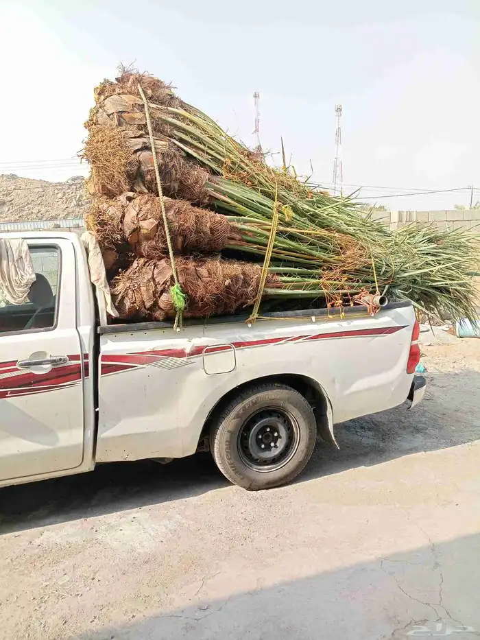 يوجد لدينا نخيل للبيع بجميع انواعها وأشكالها فسائل وجثايث 6