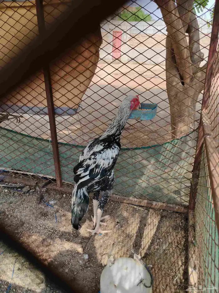 ديك شامو الماني 0