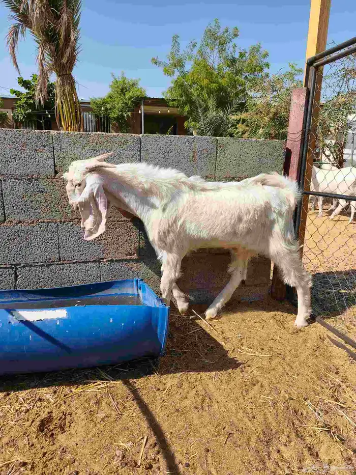 تيوس هولنديه اللي يبي الزين 4