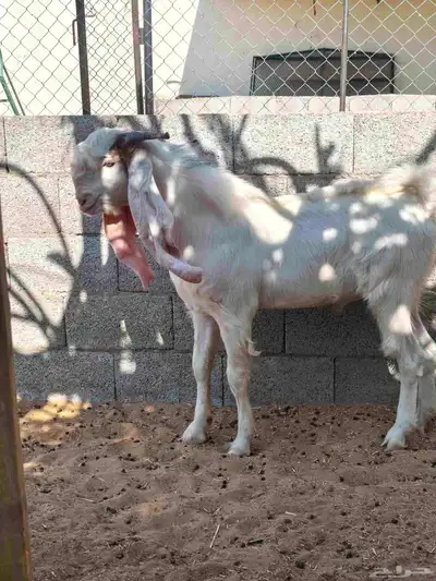 تيوس هولنديه اللي يبي الزين index