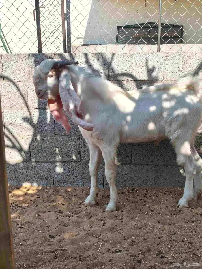 تيوس هولنديه اللي يبي الزين 2