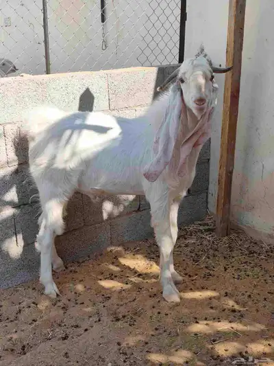 تيوس هولنديه اللي يبي الزين index