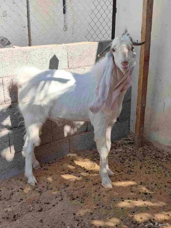 تيوس هولنديه اللي يبي الزين 1