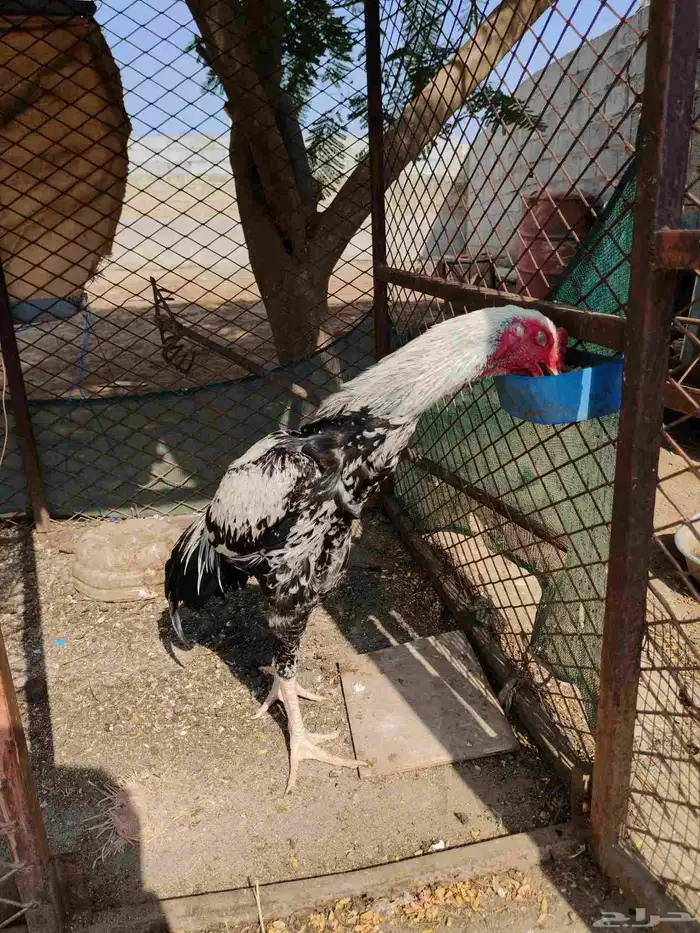 ديك شامو الماني 4