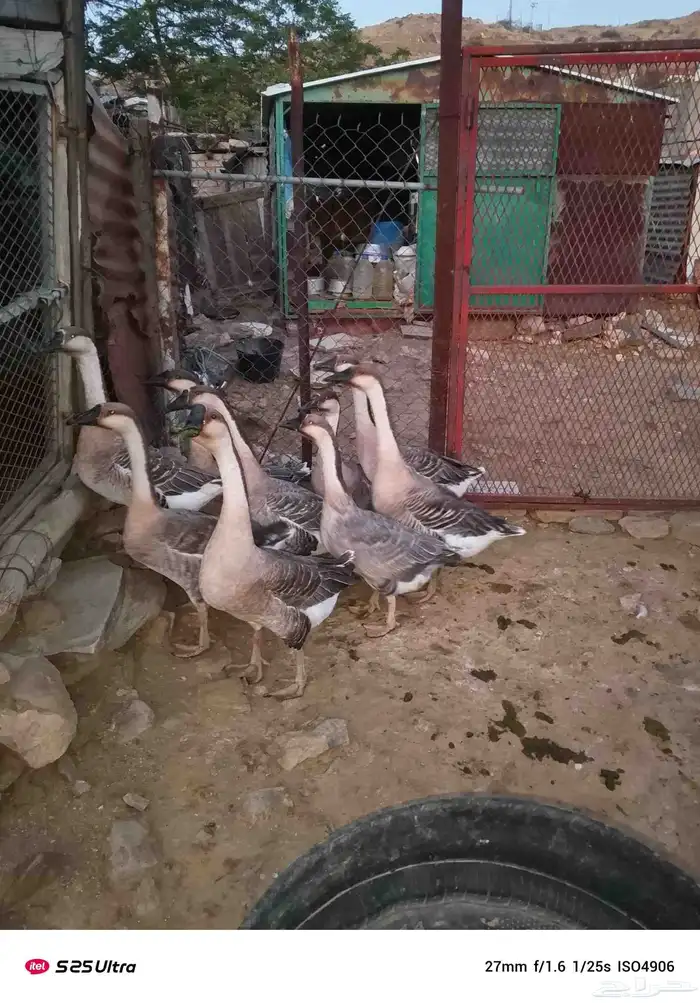 وز عراقي كوبرا للبيع 1