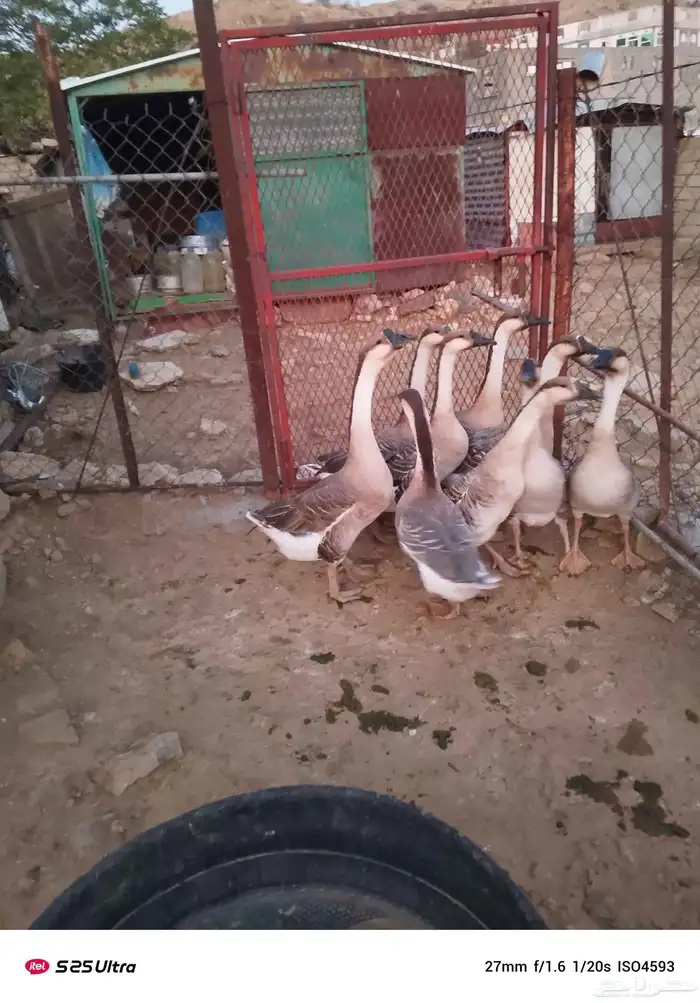 وز عراقي كوبرا للبيع 2