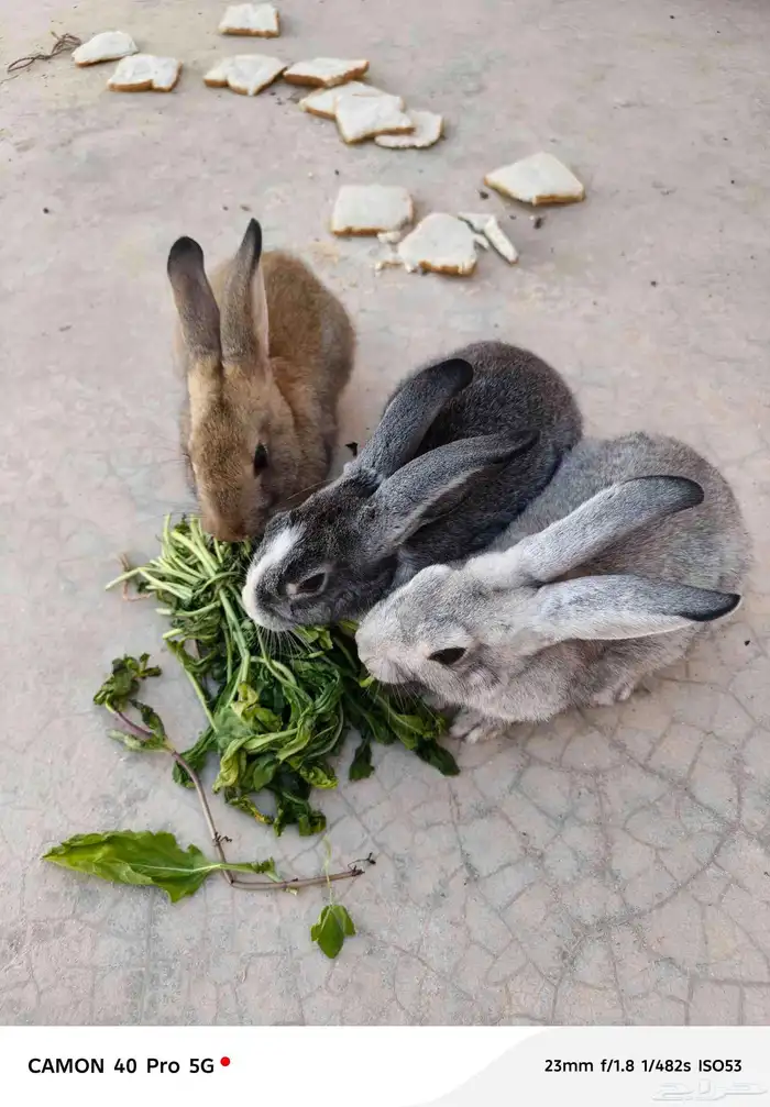 أرانب للبيع 3ب 150ريال في قفص كمان يأكل جميع الورقيات وأليف 2