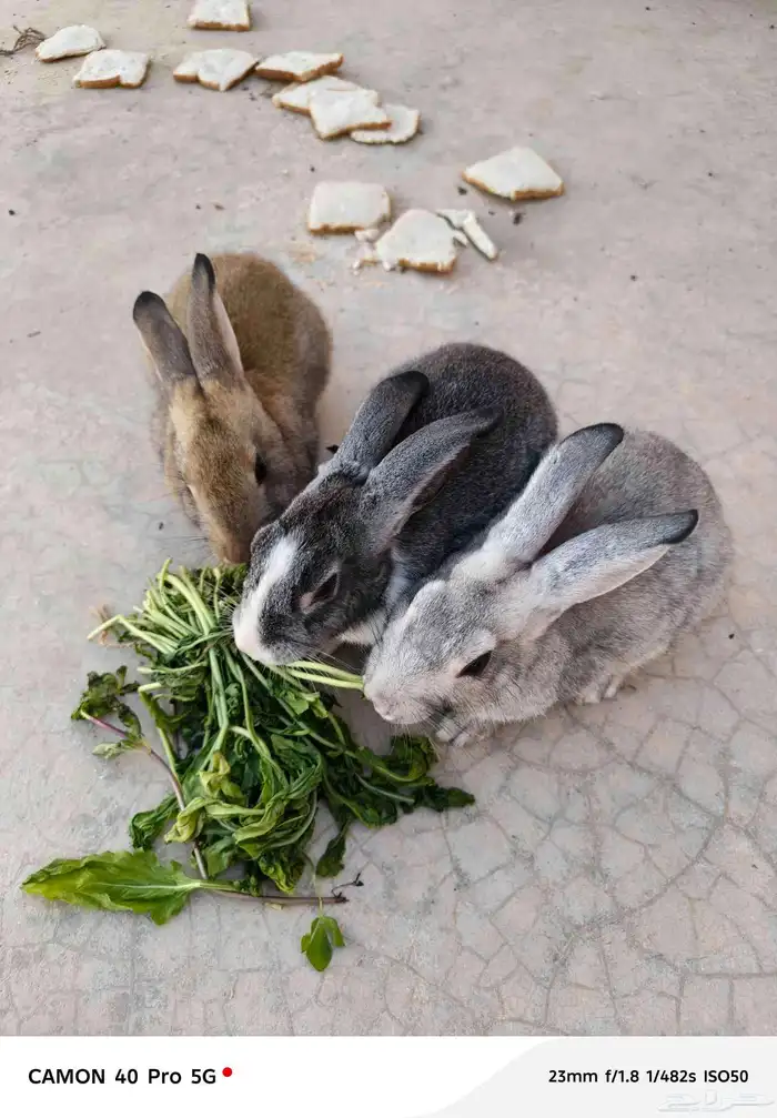 أرانب للبيع 3ب 150ريال في قفص كمان يأكل جميع الورقيات وأليف 4