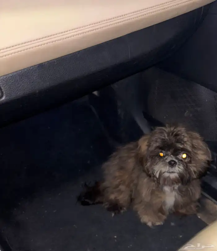 كلب شيتزو عمره 7 شهور 1