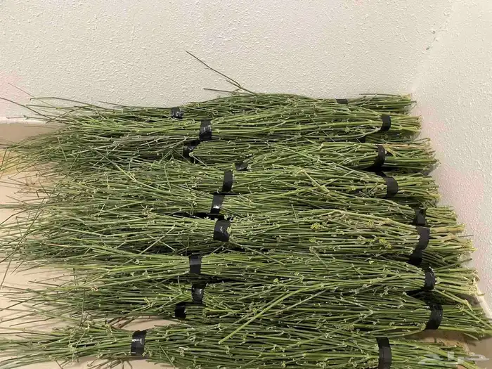 مرخ للبيع طازج الان 1