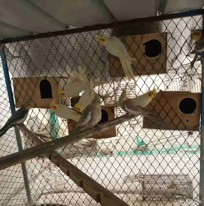 ازواج كروان 1