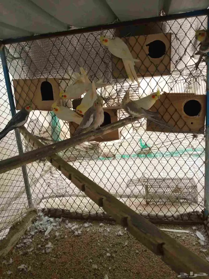 ازواج كروان 5