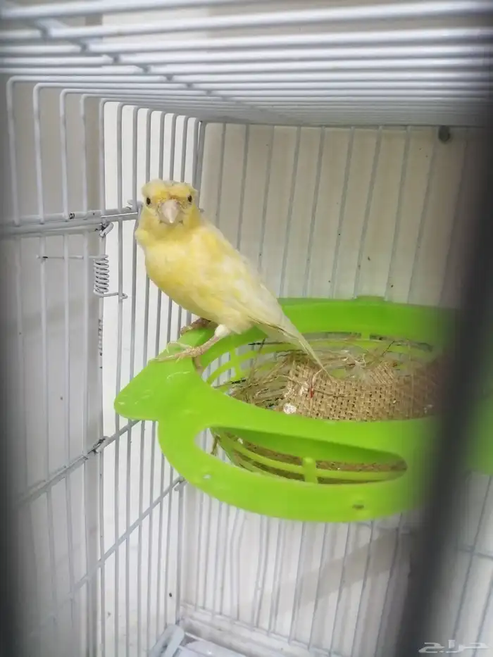 أنثى كناري 0