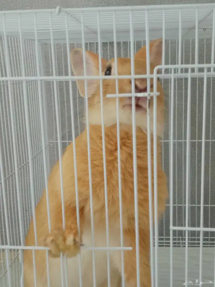 ارنب للبيع(للتربيه فقط ليس للذبح) مع القفص 0