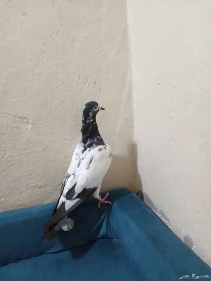 سلام عليكم حمام ذكر. تيدي الصحه شرط 1