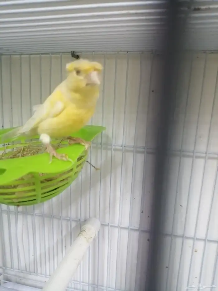 أنثى كناري 2