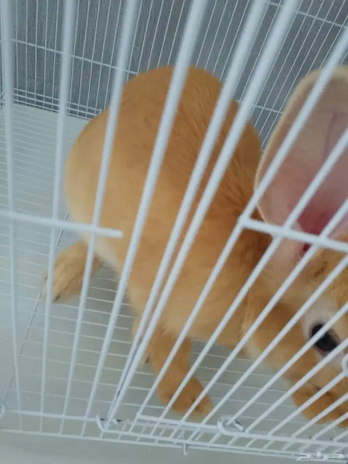 ارنب للبيع(للتربيه فقط ليس للذبح) مع القفص 4