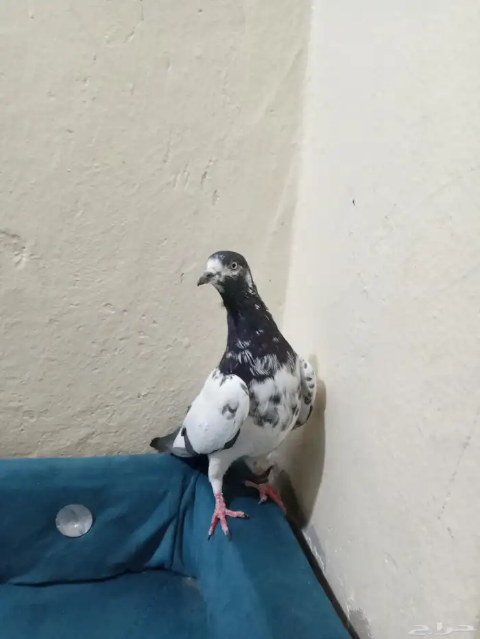 سلام عليكم حمام ذكر. تيدي الصحه شرط 0