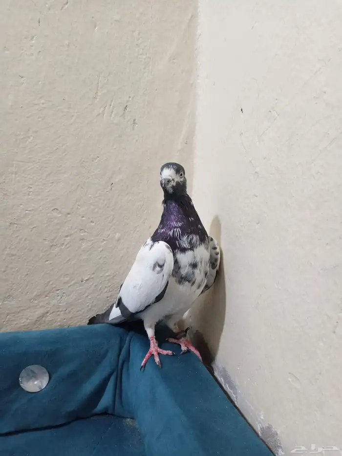 سلام عليكم حمام ذكر. تيدي الصحه شرط 2