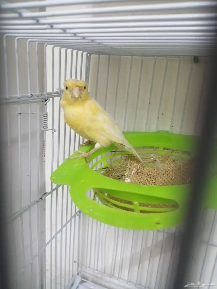 أنثى كناري 3