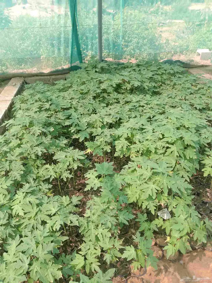 بباي ردليدي من اجودانواع البباي 1