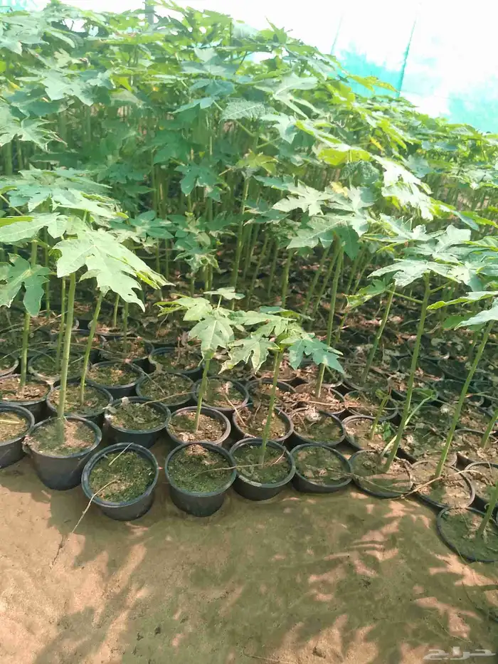 بباي ردليدي من اجودانواع البباي 2