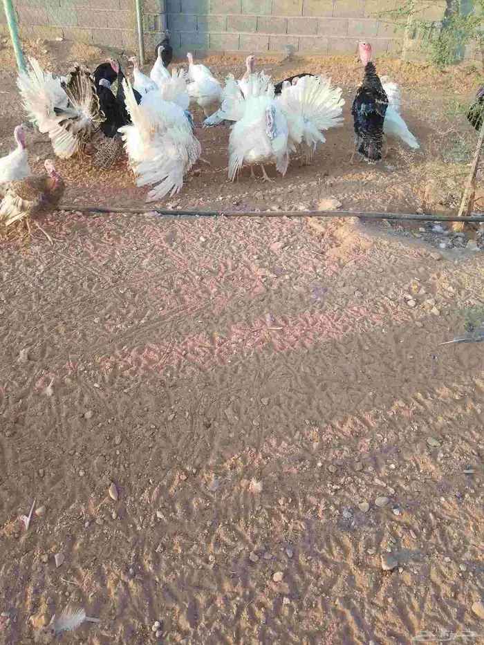 رومي للبيع الصحة ماشاء الله ممتازة 1