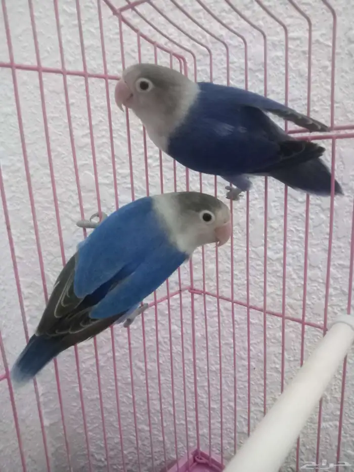 جوز فيشر صحه ونضافه مع الملحقات 0