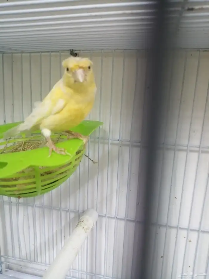 أنثى كناري 1