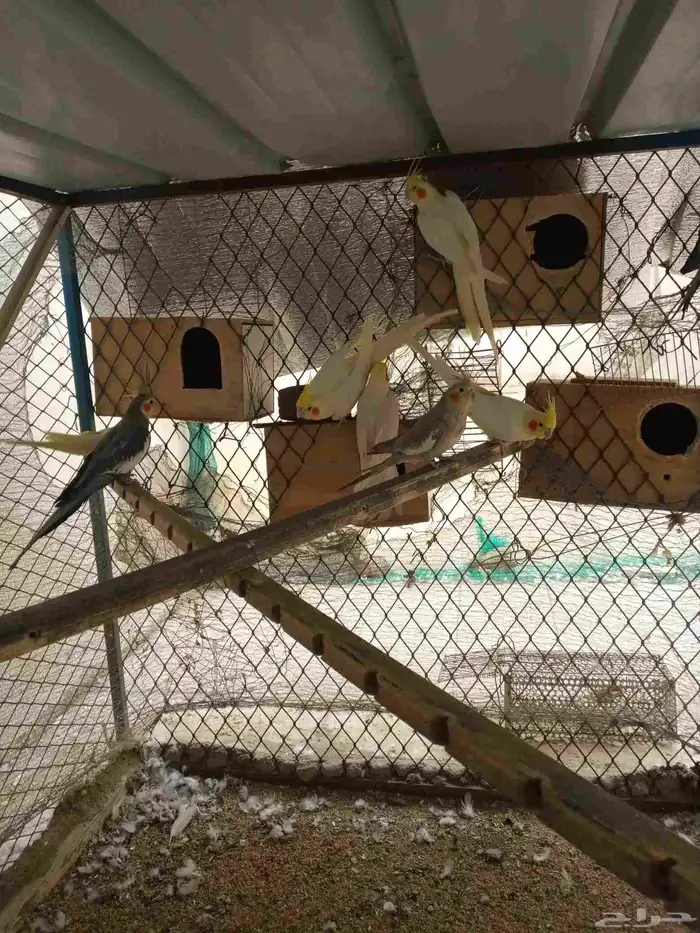 ازواج كروان 4