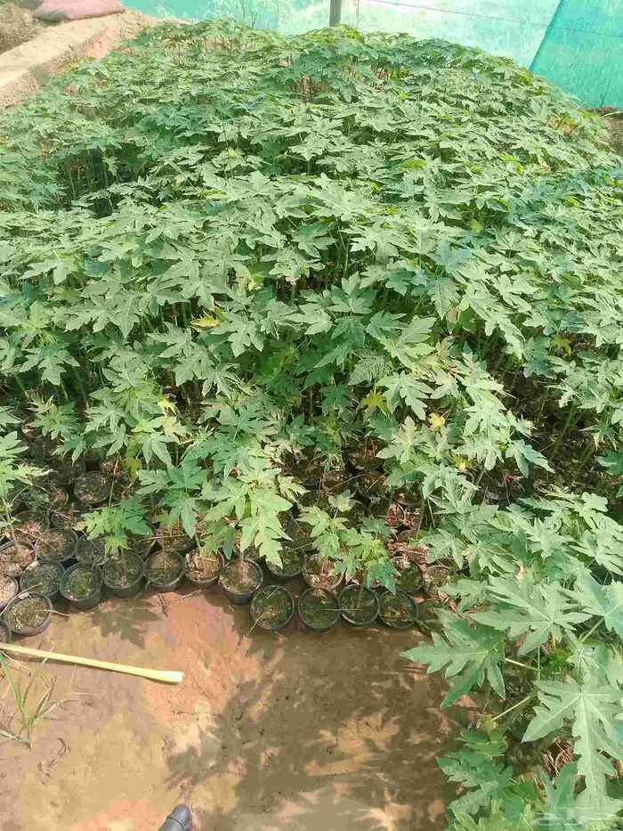 بباي ردليدي من اجودانواع البباي 0