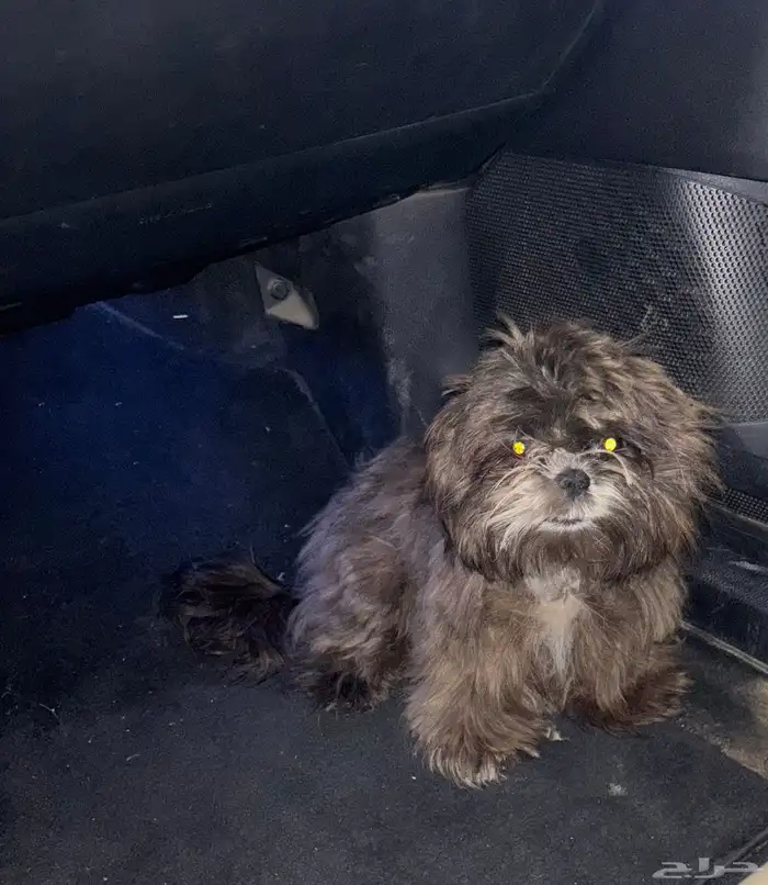 كلب شيتزو عمره 7 شهور 0