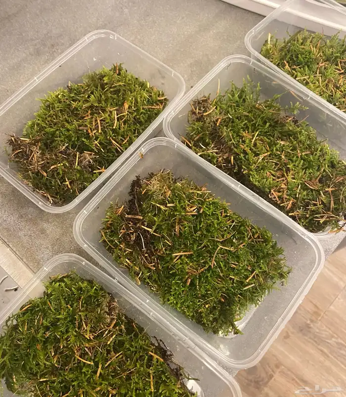 نبات بلات موس 2