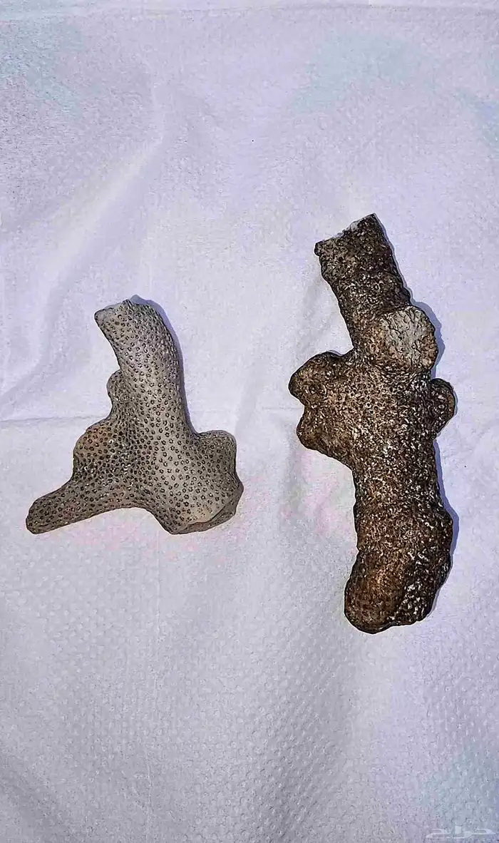 مرجان طبيعي للبيع على السوم. 0