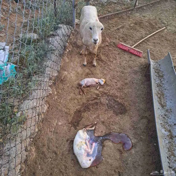 نعجه بلدي للبيع 2