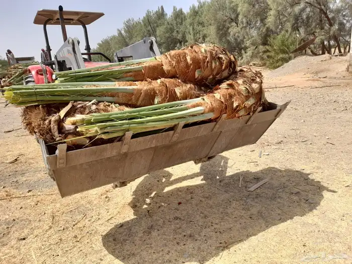 نخيل عربي فسائل نخل نخل عربي نقايل 30