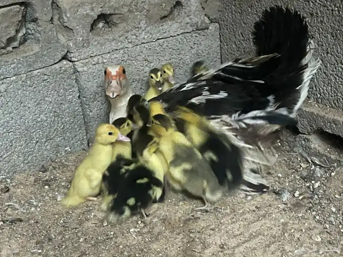 بطه مصري مع 15 صغار 2