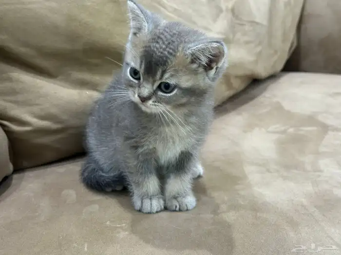 كيتن سكوتش وبريتش للبيع 2