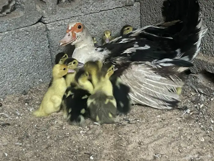 بطه مصري مع 15 صغار 1