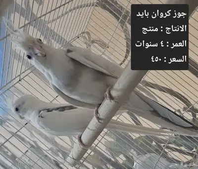 اجواز كروان لاهل التميز و الانتاج index