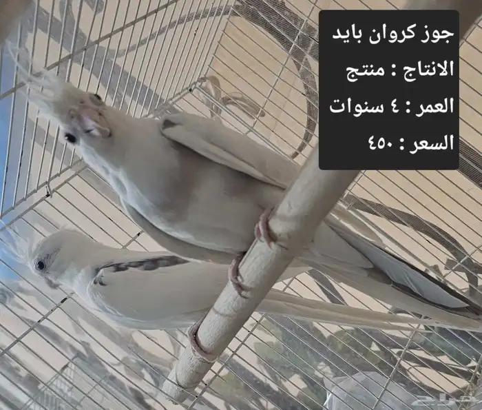 اجواز كروان لاهل التميز و الانتاج 2