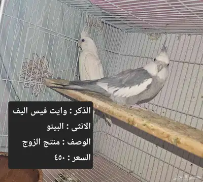 اجواز كروان لاهل التميز و الانتاج index