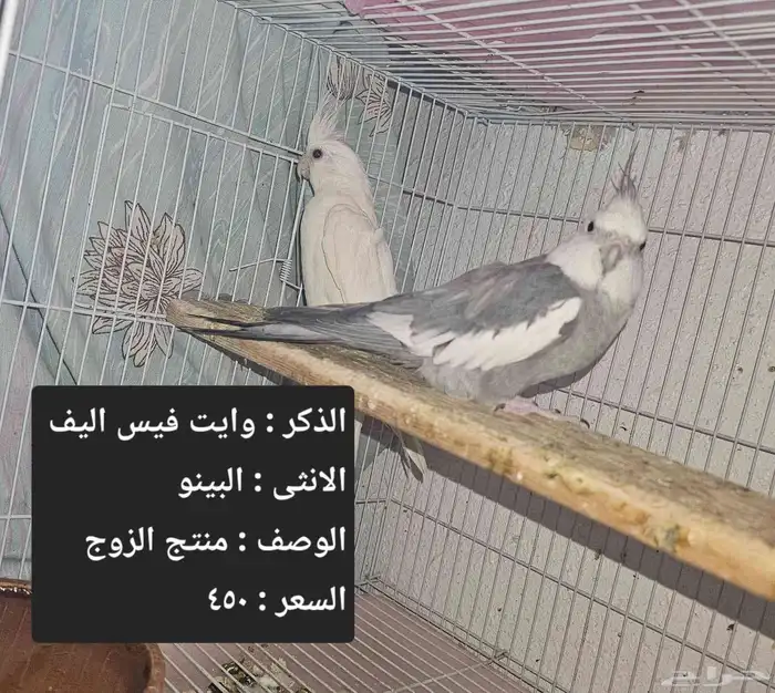 اجواز كروان لاهل التميز و الانتاج 1