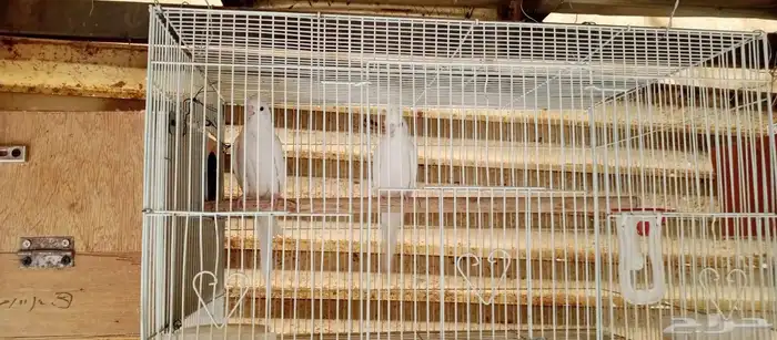 روز وكروان 1