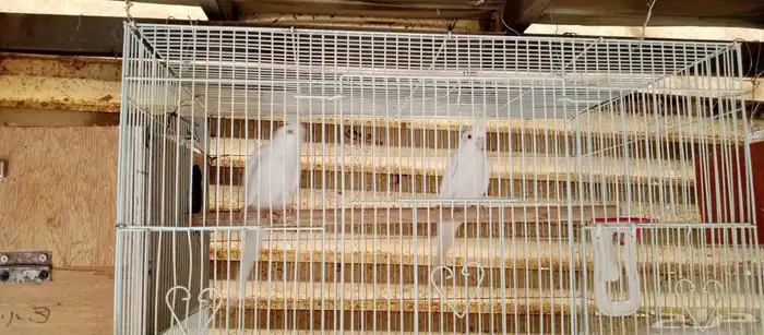 روز وكروان 2