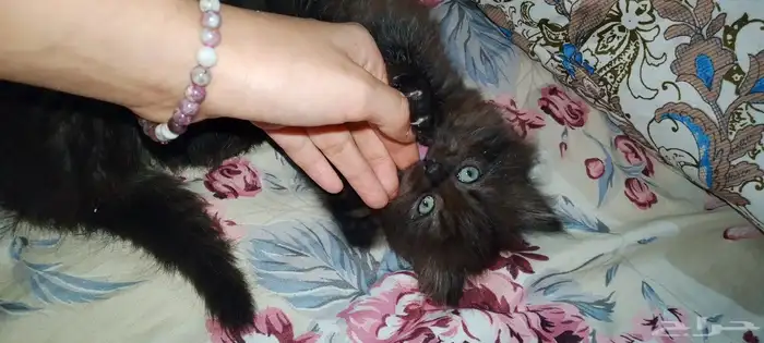 3 كيتن سكواتش ستريت للبيع 2