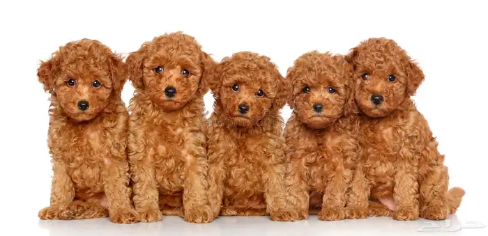 للبيع جراوي توي بودل toy poodle مستويات فاخرة اهالي مستورده 5