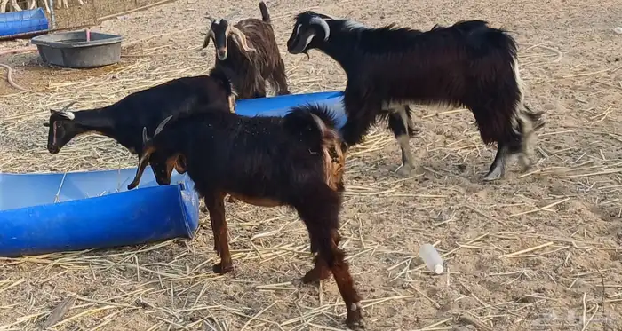 جفار حوا جذعات مع التيس جذع للبيع 0